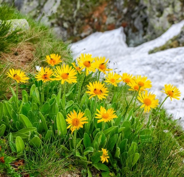10. Arnica montana – spag. Zimpel Ø