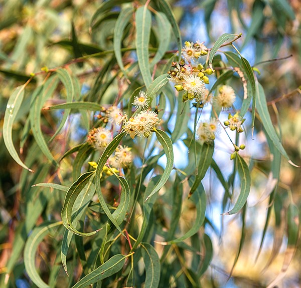 Eucalyptus globulus 