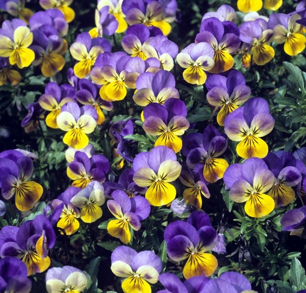 75. Viola tricolor – spag. Zimpel Ø
