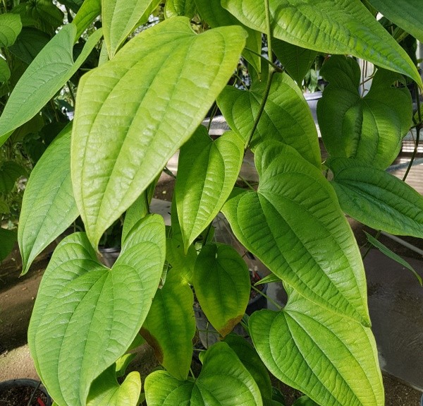 81. Dioscorea villosa – spag. Zimpel Ø