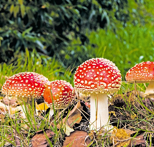 Fliegenpilz