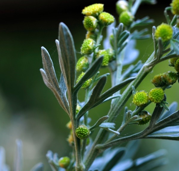 11. Artemisia absinthium – spag. Zimpel Ø