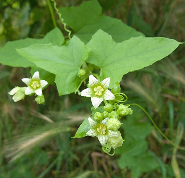 17. Bryonia alba – spag. Zimpel Ø