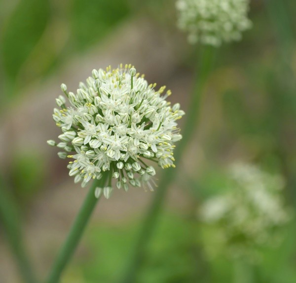5. Allium cepa – spag. Zimpel Ø