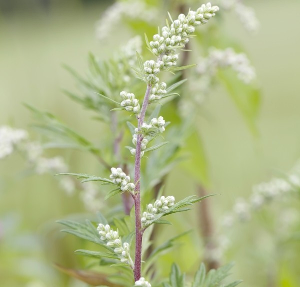12. Artemisia vulgaris – spag. Zimpel Ø
